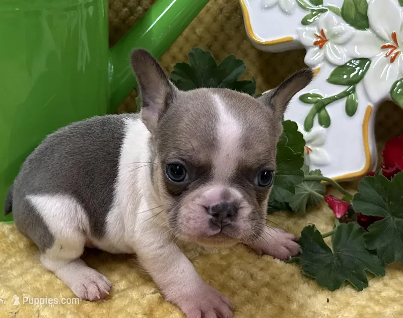 Stormy – French Bulldog puppy for sale in Claremore, OK