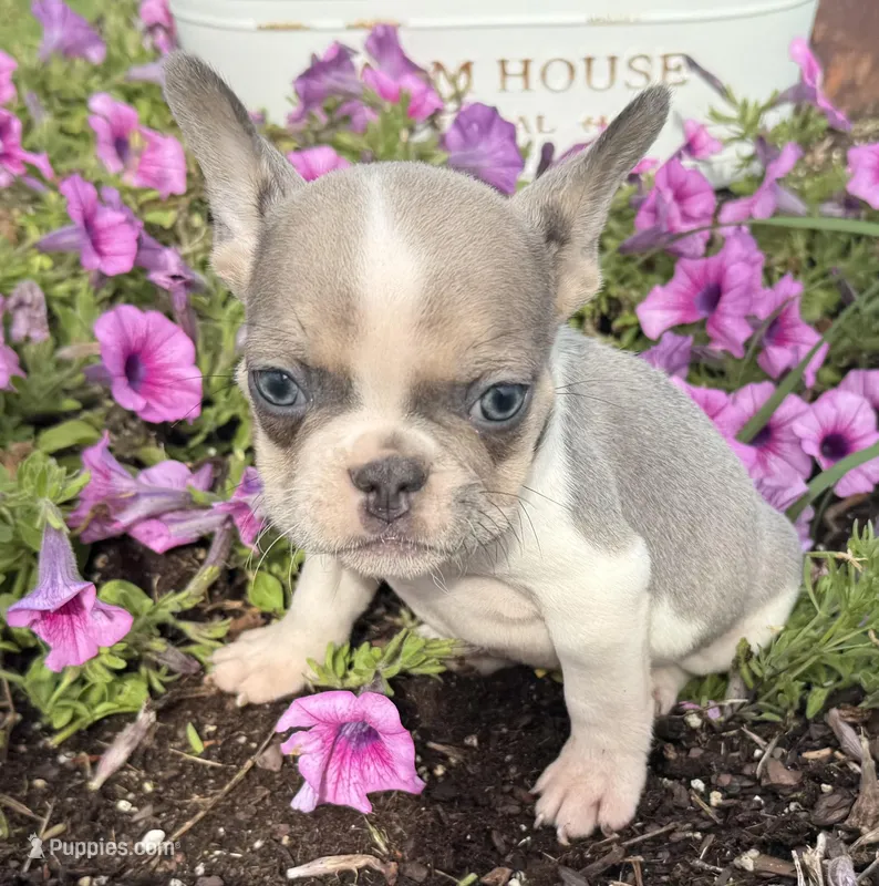 Stormy – French Bulldog puppy for sale in Claremore, OK