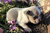 Stormy, a male French Bulldog for sale in Claremore, OK – Photo 3 of 3