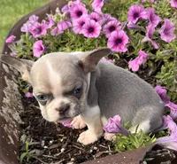 Stormy, a male French Bulldog for sale in Claremore, OK – 6 of 6