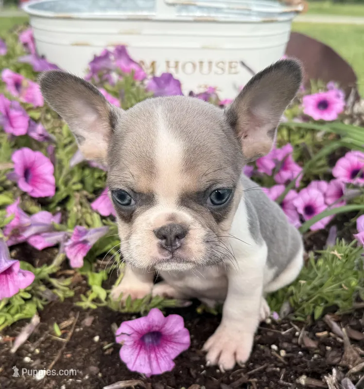 Stormy – French Bulldog puppy for sale in Claremore, OK
