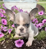 Stormy, a male French Bulldog for sale in Claremore, OK – 4 of 6