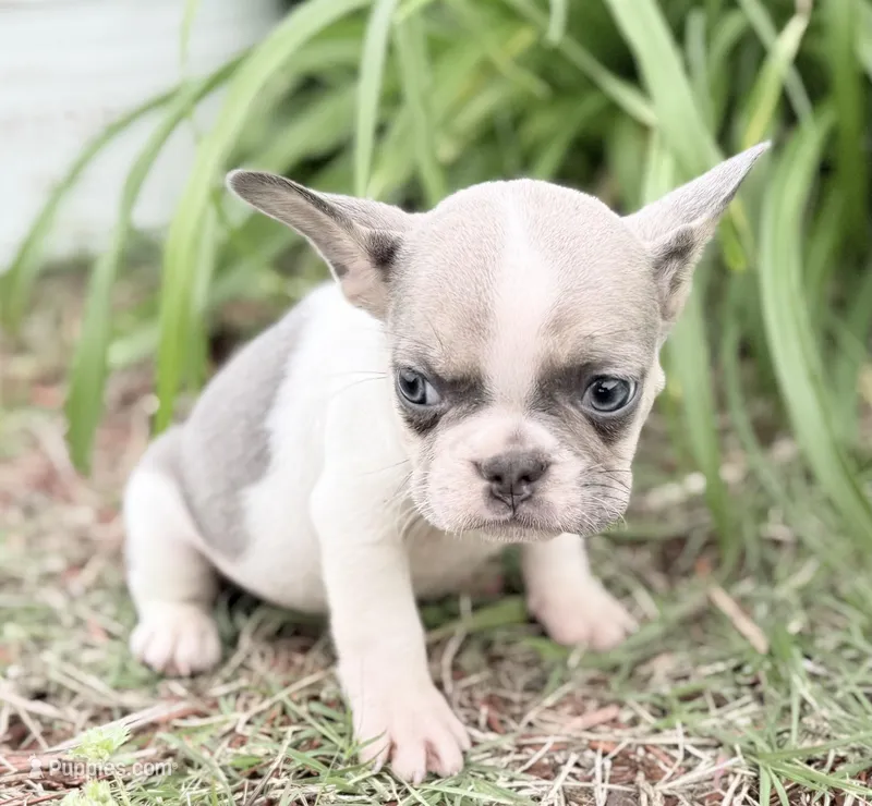 Stormy – French Bulldog puppy for sale in Claremore, OK