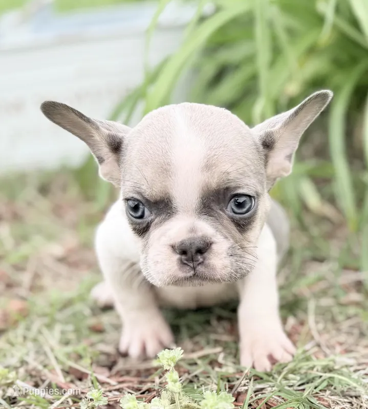 Stormy – French Bulldog puppy for sale in Claremore, OK