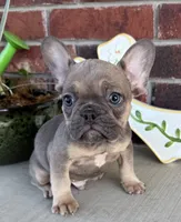 Rowdy, a male French Bulldog for sale in Claremore, OK – 1 of 7