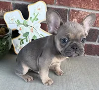 Rowdy, a male French Bulldog for sale in Claremore, OK – 4 of 7