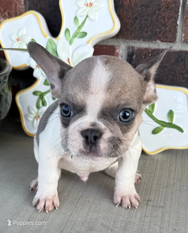 Stormy – French Bulldog puppy for sale in Claremore, OK