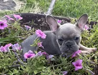 Rowdy, a male French Bulldog for sale in Claremore, OK – 2 of 7