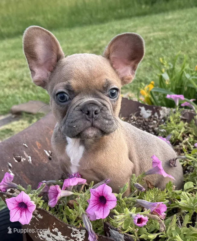 River – French Bulldog puppy for sale in Claremore, OK