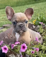 Rocky, a male French Bulldog for sale in Claremore, OK – 3 of 6