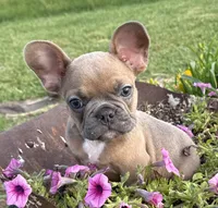 Rocky, a male French Bulldog for sale in Claremore, OK – 1 of 6