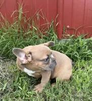Rocky, a male French Bulldog for sale in Claremore, OK – 6 of 6