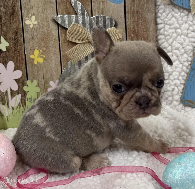 Bolt  – French Bulldog puppy for sale in Claremore, OK