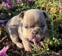 Bolt , a male French Bulldog for sale in Claremore, OK – Photo 3 of 3