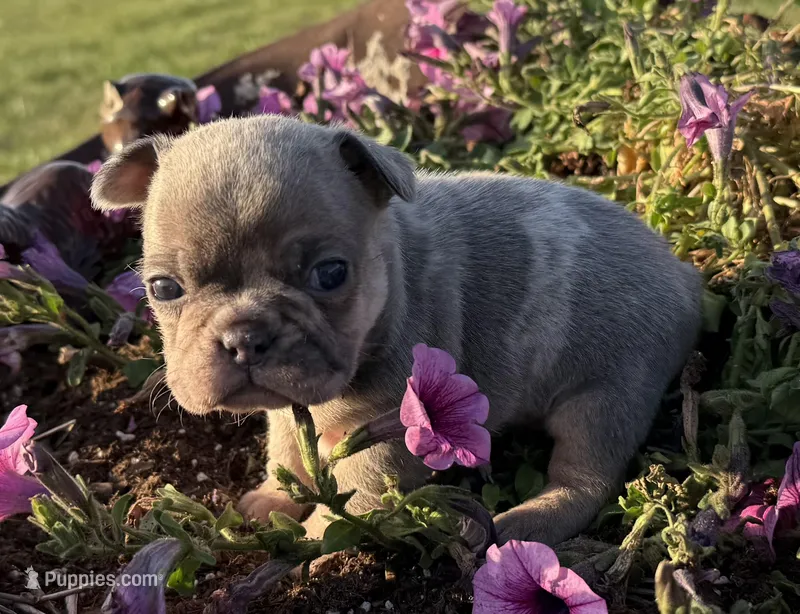 Bolt  – French Bulldog puppy for sale in Claremore, OK