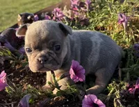 Bolt , a male French Bulldog for sale in Claremore, OK – Photo 1 of 3
