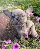 Rowdy, a male French Bulldog for sale in Claremore, OK – 5 of 7