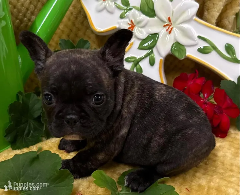 Daisy – French Bulldog puppy for sale in Claremore, OK