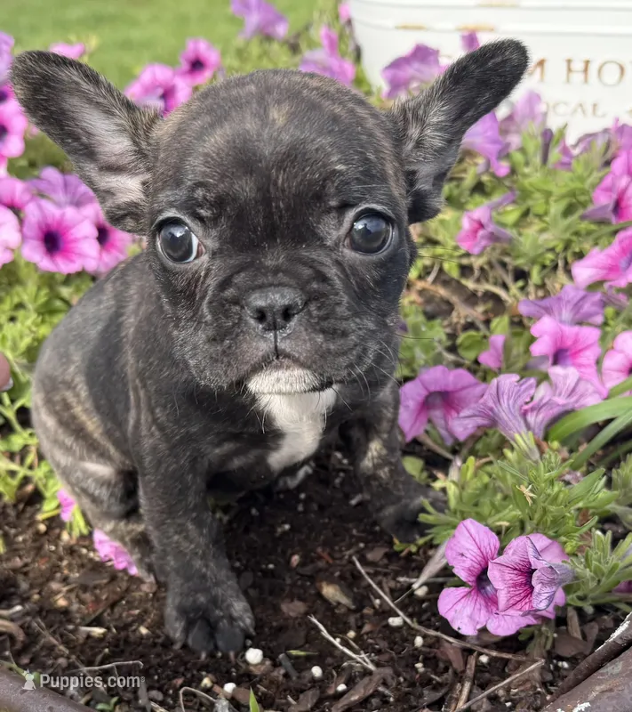 Daisy – French Bulldog puppy for sale in Claremore, OK