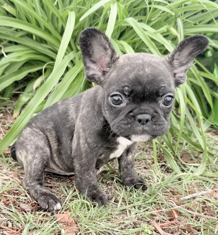 Daisy – French Bulldog puppy for sale in Claremore, OK