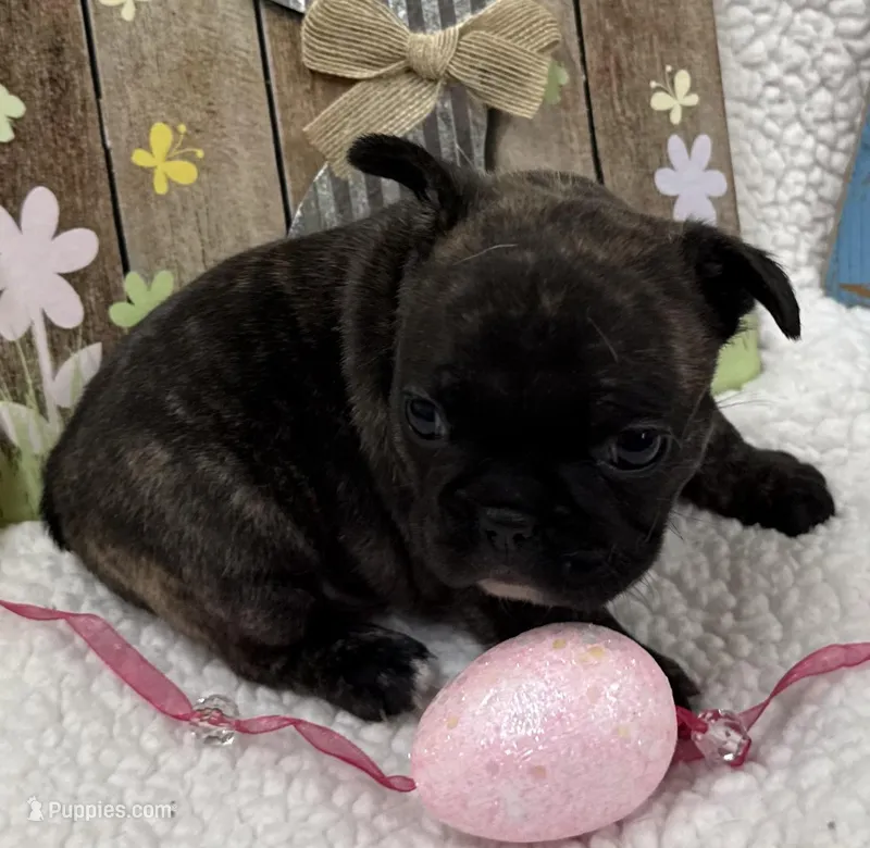 Daisy – French Bulldog puppy for sale in Claremore, OK