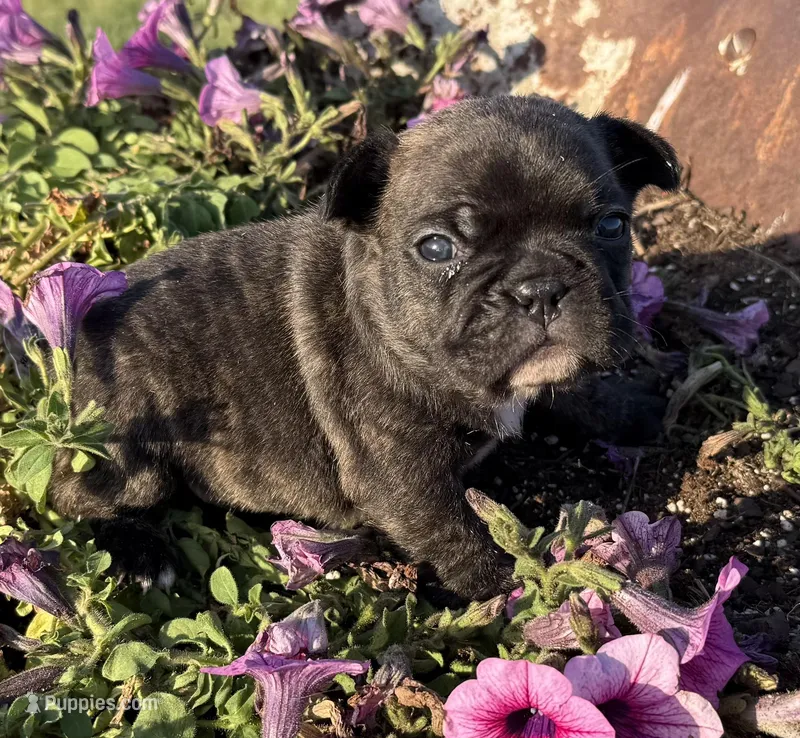 Daisy – French Bulldog puppy for sale in Claremore, OK
