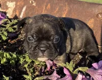 Daisy, a female French Bulldog for sale in Claremore, OK – Photo 1 of 3