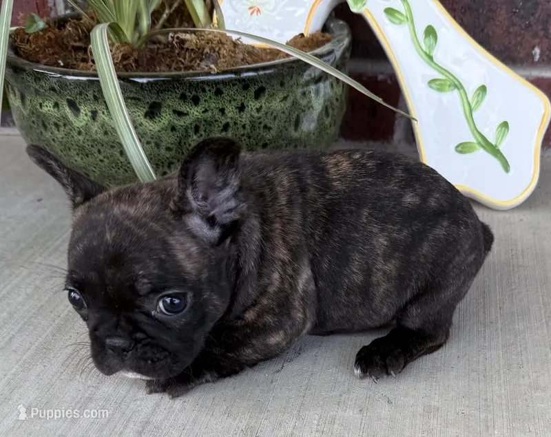 Daisy – French Bulldog puppy for sale in Claremore, OK
