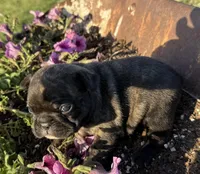 Daisy, a female French Bulldog for sale in Claremore, OK – Photo 3 of 3