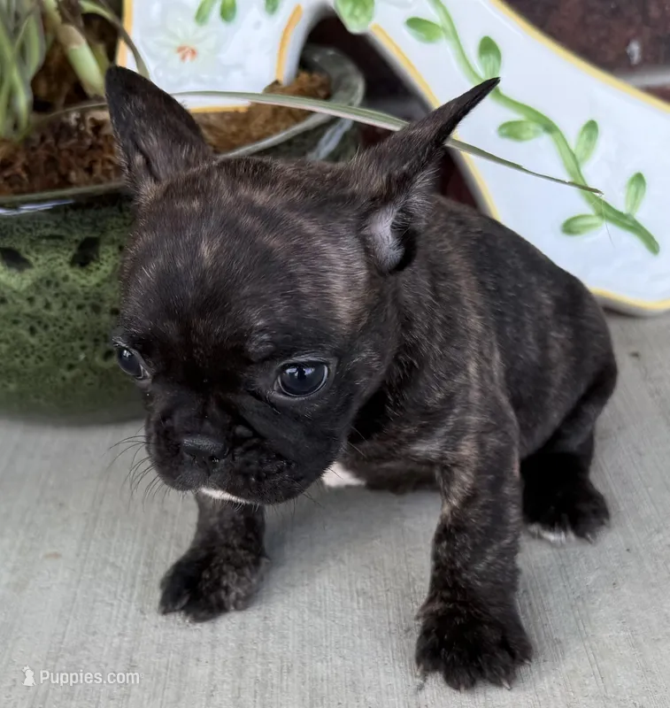 Daisy – French Bulldog puppy for sale in Claremore, OK