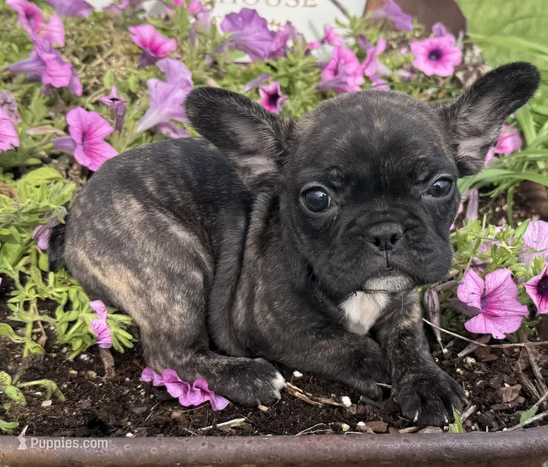Daisy – French Bulldog puppy for sale in Claremore, OK