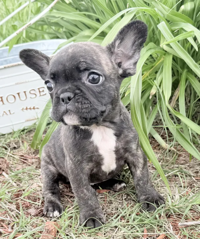 Daisy – French Bulldog puppy for sale in Claremore, OK