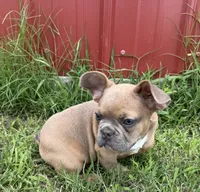 Rocky, a male French Bulldog for sale in Claremore, OK – 5 of 6