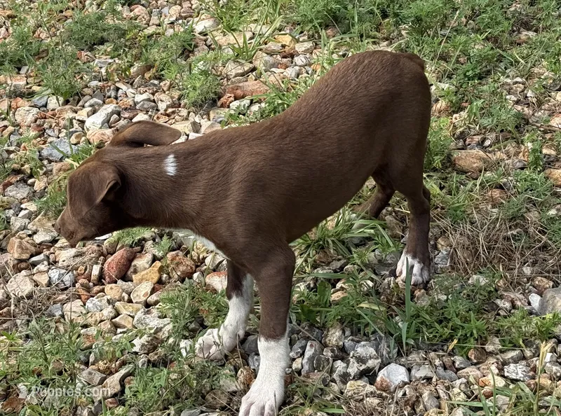 Ruger – Australian Kelpie, Border Collie puppy for sale in Claremore, OK