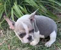 Cooper, a male French Bulldog for sale in Claremore, OK – 5 of 7