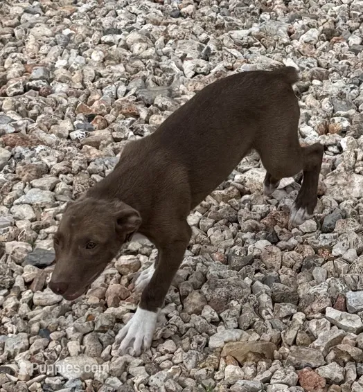 Wesson  – Australian Cattle Dog, Border Collie puppy for sale in Claremore, OK