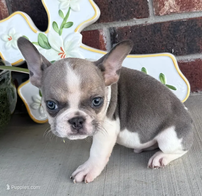Stormy – French Bulldog puppy for sale in Claremore, OK