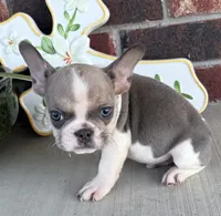Stormy, a male French Bulldog for sale in Claremore, OK – 2 of 6