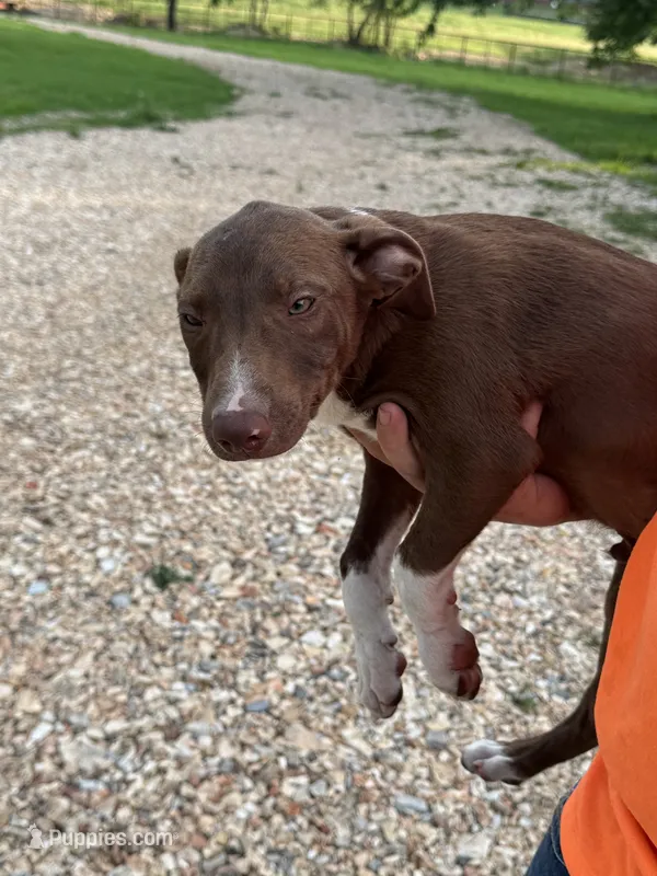 Ruger – Australian Kelpie, Border Collie puppy for sale in Claremore, OK