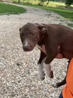 Ruger, a male Australian Kelpie and Border Collie for sale in Claremore, OK – 1 of 3