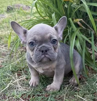 Rowdy, a male French Bulldog for sale in Claremore, OK – 7 of 7