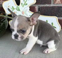 Stormy, a male French Bulldog for sale in Claremore, OK – 5 of 6