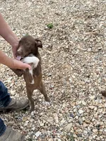 Ruger, a male Australian Kelpie and Border Collie for sale in Claremore, OK – 3 of 3