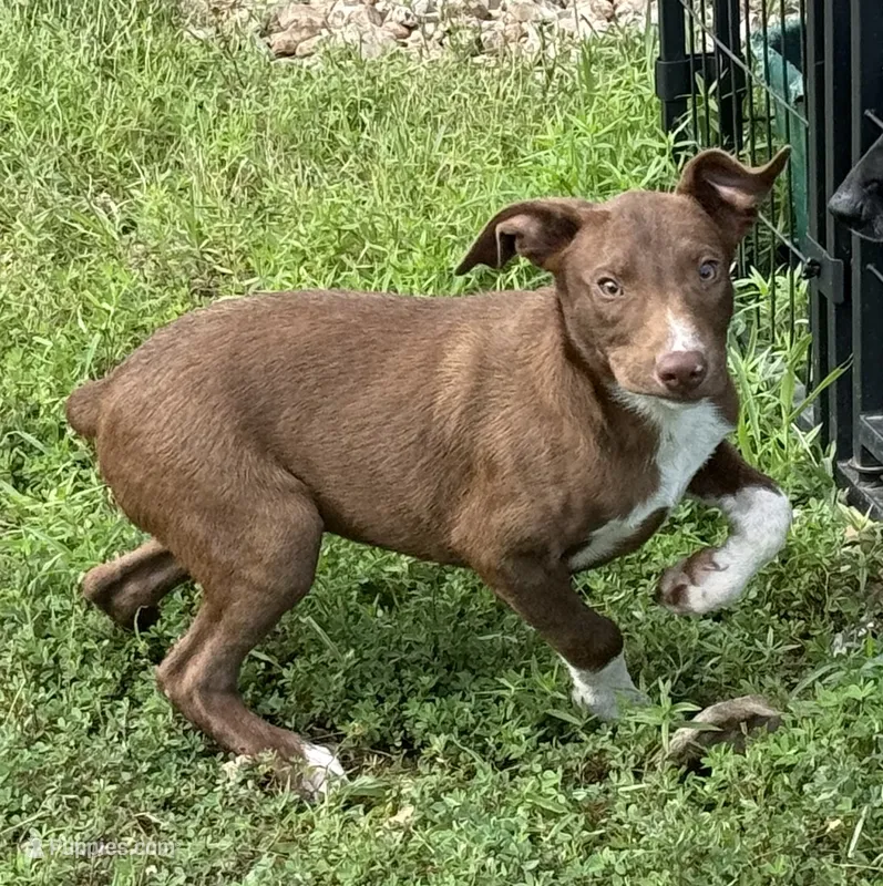 Ruger – Australian Kelpie, Border Collie puppy for sale in Claremore, OK