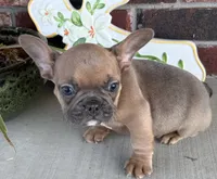River, a male French Bulldog for sale in Claremore, OK – 3 of 5