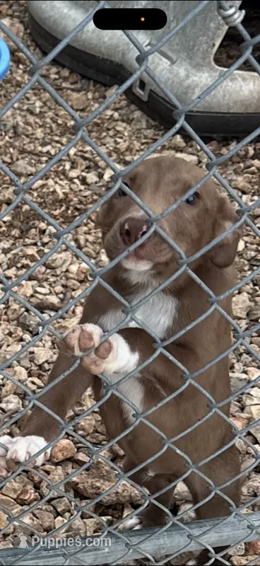Wesson  – Australian Cattle Dog, Border Collie puppy for sale in Claremore, OK