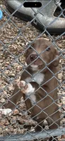 Wesson , a male Australian Cattle Dog and Border Collie for sale in Claremore, OK – 1 of 1