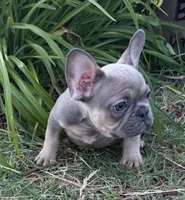 Rowdy, a male French Bulldog for sale in Claremore, OK – 6 of 7