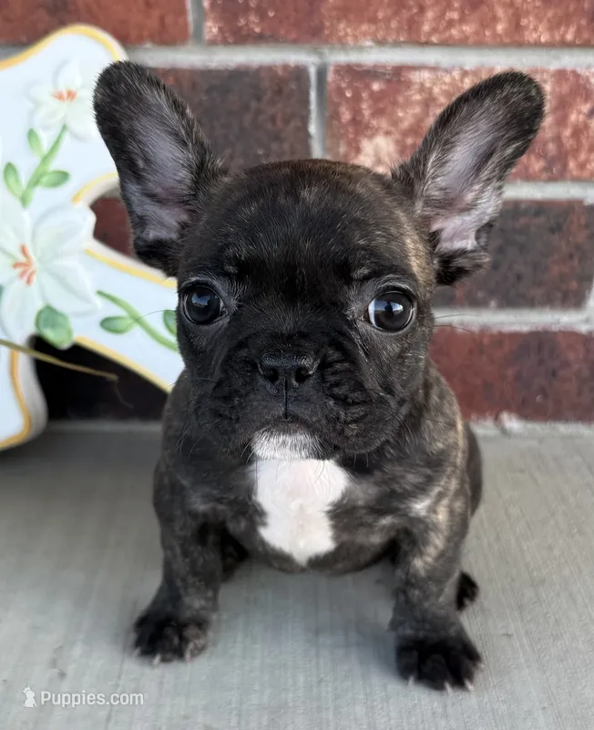 Daisy – French Bulldog puppy for sale in Claremore, OK