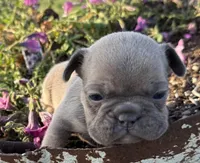 River, a male French Bulldog for sale in Claremore, OK – Photo 2 of 3